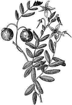 an image of a plant with leaves and berries on it, vintage line drawing or engraving illustration