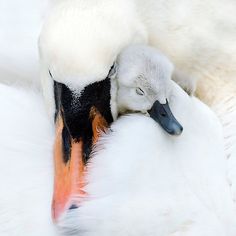 two white and black ducks are laying next to each other