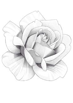 a black and white drawing of a rose