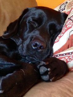 a large black dog laying on top of a couch