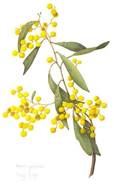 a branch with yellow flowers on it and green leaves around the branches, watercolor drawing or illustration