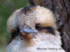 a close up of a bird near a tree