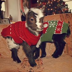 a small goat wearing a sweater on top of a couch next to a christmas tree