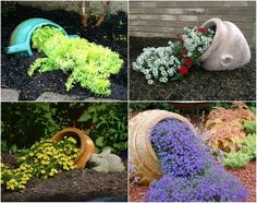 four different types of garden plants in various stages of blooming, including yellow and purple flowers