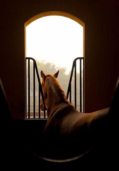 a brown horse standing in front of an open door with the sun shining through it