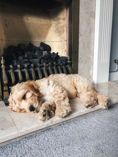 a dog laying on the floor next to a fire place