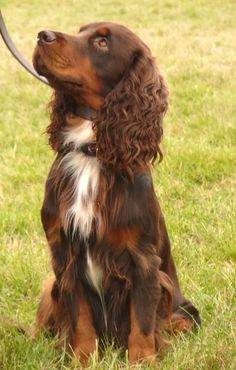 a brown and white dog sitting on top of a grass covered field next to a frisbee