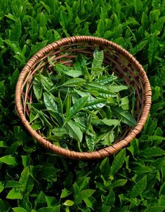 a wicker basket filled with green leaves on top of lush green grass covered ground