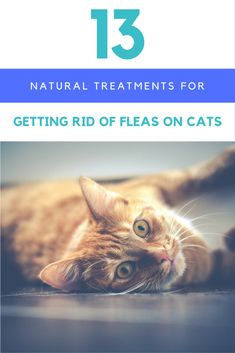 a cat laying on the floor with text that reads 13 natural treatments for getting rid of fleas on cats