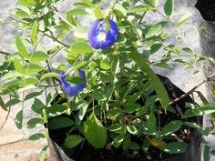 a blue flower is growing in a pot