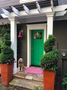 a dog sitting on the steps in front of a green door with potted plants