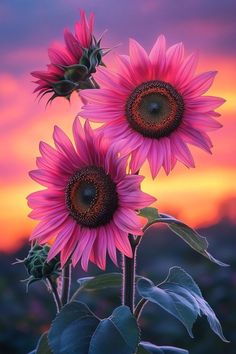 two large pink sunflowers in front of a sunset