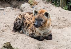 a spotted hyena laying in the sand