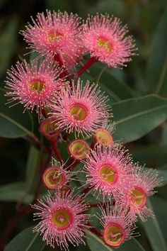 pink flowers with green leaves in the background