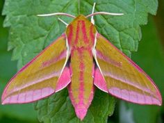 a pink and yellow moth sitting on top of a green leaf