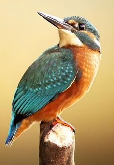 a colorful bird sitting on top of a wooden post