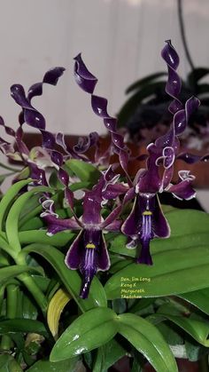 purple flowers are blooming in a potted plant