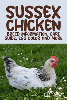 a white chicken standing on top of a lush green grass covered field with the words sussex chicken breed information, care guide, egg color and more