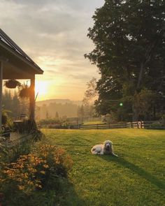 a white dog laying on top of a lush green field next to a wooden house