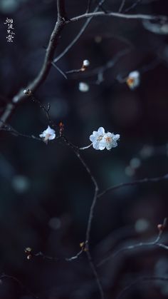 white flowers are blooming on a tree branch in the dark, with blurry background