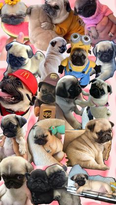 a collage of pug dogs in different poses and sizes, including one wearing a mcdonald's hat