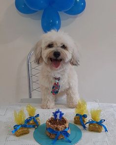 a small white dog sitting in front of a birthday cake with blue balloons on it