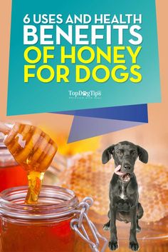 a dog is sitting in front of honey jars with the caption, uses and health benefits of honey for dogs