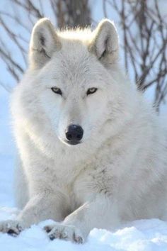 a white wolf laying in the snow with its eyes open and looking at the camera