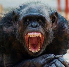 a close up of a monkey with its mouth open