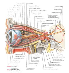 an image of the inside of a human eye with all its parts labeled in it