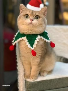 a cat wearing a christmas hat and scarf