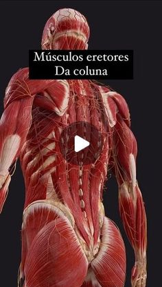 an image of muscles showing the back and side view with text that reads, muscleos eretores da coluna