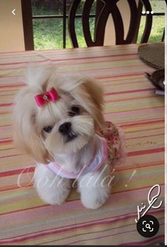 a small white dog with a pink bow sitting on top of a dining room table