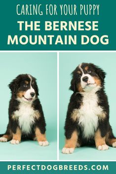 two puppies sitting side by side with the words caring for your puppy, the bernese mountain dog