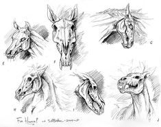 sketches of horses'heads and their mouths