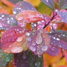 the leaves are covered with water droplets