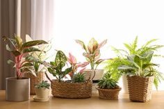 there are many different types of plants in baskets on the table next to each other