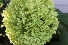 a close up view of a green plant with lots of leaves on it's head