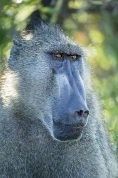 a close up of a baboon looking at the camera