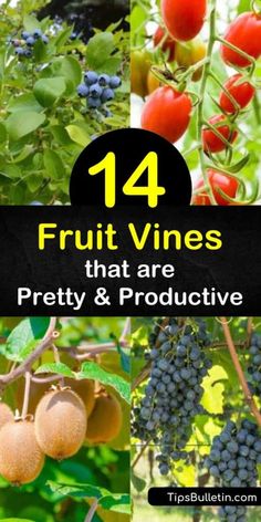 Vining Fruit Plants, Blackberry Vines Trellis, Vertical Fruit Garden, Growing Kiwi Vines, Grape Vines On Fence, Grapes On Trellis, Climbing Fruit Plants, Kiwi Tree How To Grow, Growing Grapes On A Fence