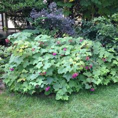 a large green bush with pink flowers in the grass