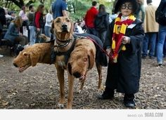 two dogs standing next to each other in front of a group of people wearing costumes