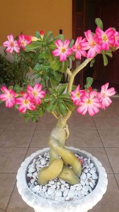 a bonsai tree with pink flowers growing out of it