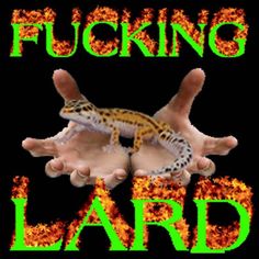 Lizards, Lose My Mind, Really Funny Pictures, Funny Me, Gecko, On Fire, Animal Memes