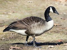 a goose is standing in the grass near leaves