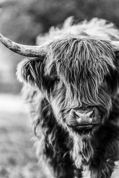 a black and white photo of a long haired bull