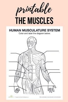 the human muscular system is shown in this diagram