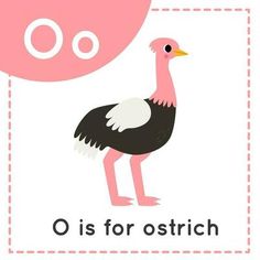 an o is for ostrich with the letter o in it's center