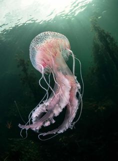 an underwater jellyfish swimming in the ocean