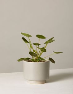 a potted plant sitting on top of a white table